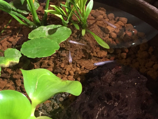 メダカの底床・底砂は何がいい？種類や効果、メンテナンス方法など