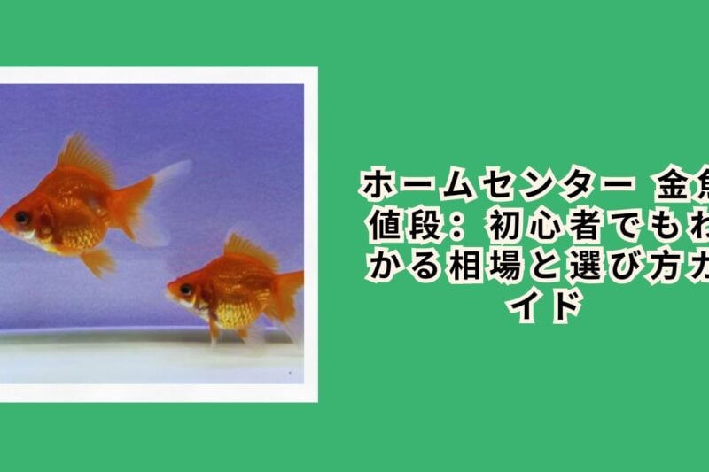 ホームセンター 金魚 値段：初心者でもわかる相場と選び方ガイド
