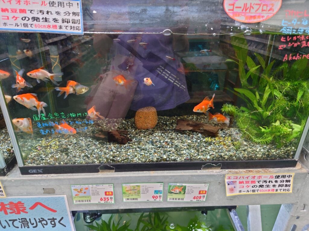 ホームセンター ホームセンター別の金魚価格比較