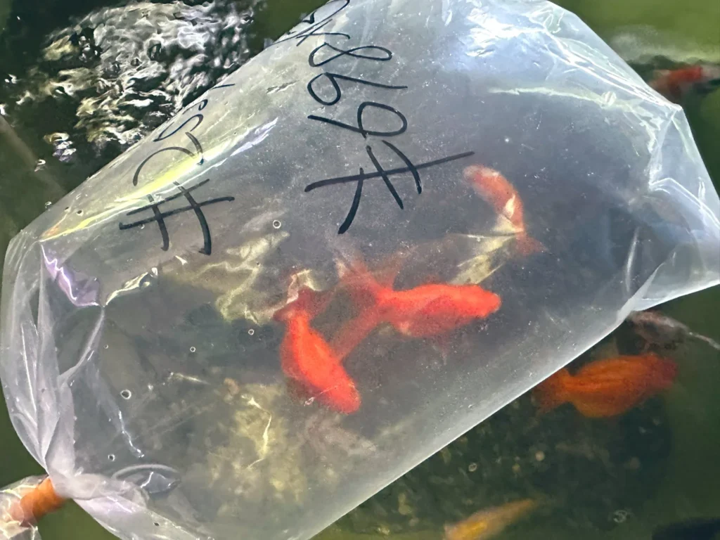 ホームセンター 金魚 値段