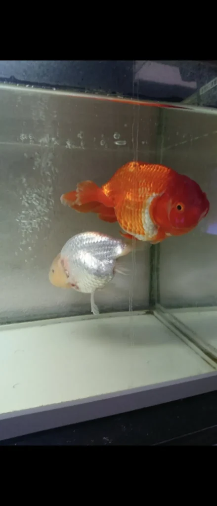 金魚の値段に影響するポイント