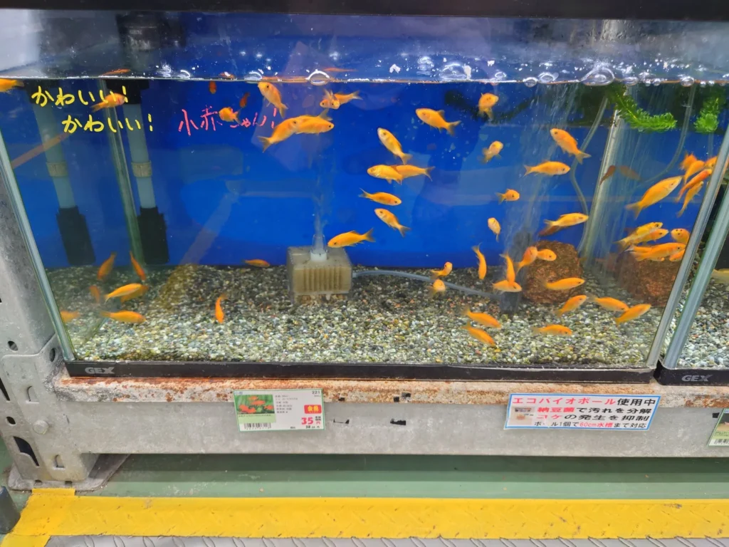 ホームセンターで取り扱う金魚の種類
